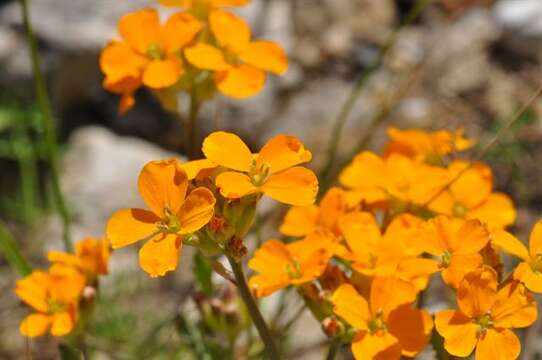 Image of Siberian wallflower