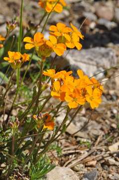 Image of Siberian wallflower