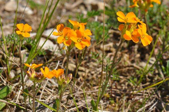 Image de Erysimum marshallii Bois