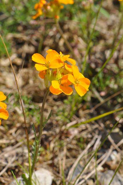 Image de Erysimum marshallii Bois