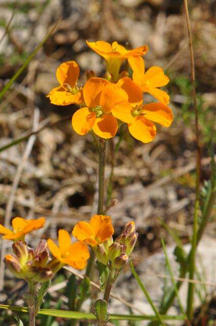 Image de Erysimum marshallii Bois