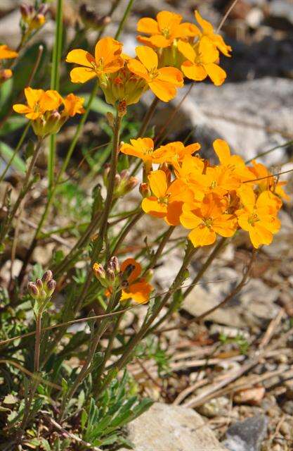 Image de Erysimum marshallii Bois