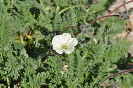 Image of Erodium chrysanthum L'Her. ex DC.