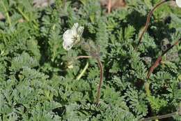 Image of Erodium chrysanthum L'Her. ex DC.