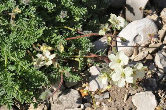 Image of Erodium chrysanthum L'Her. ex DC.