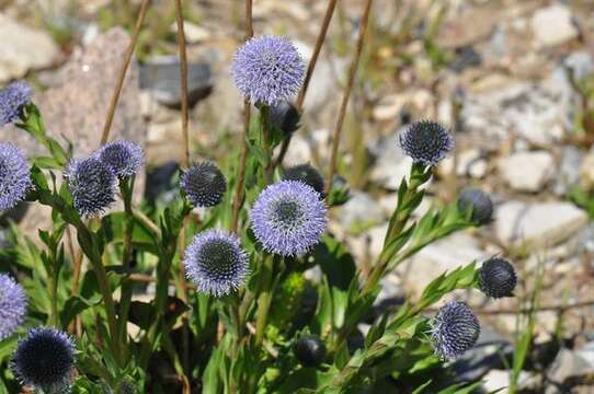 Image of Globe Daisies