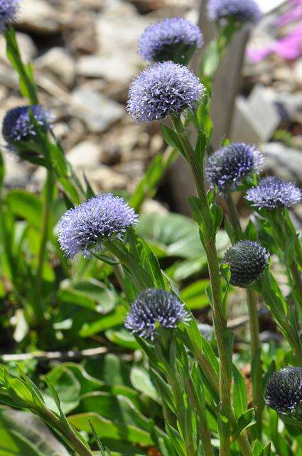 Image of Globe Daisies