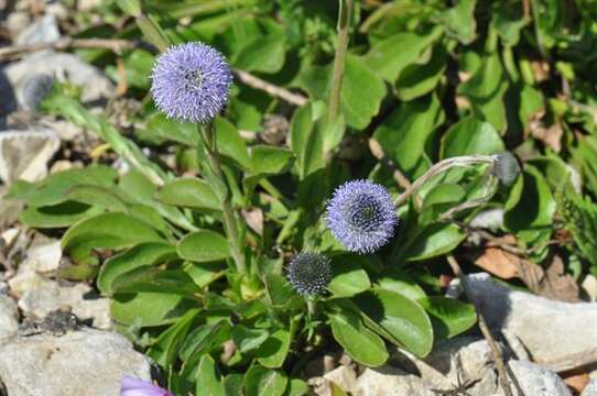 Image of Globularia