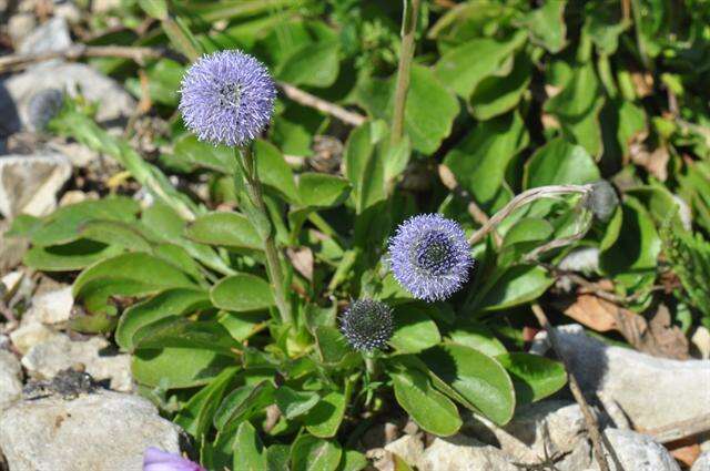 Image of Globe Daisies