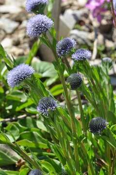 Image of Globularia