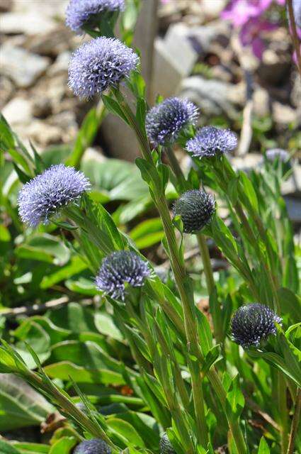 Image of Globe Daisies