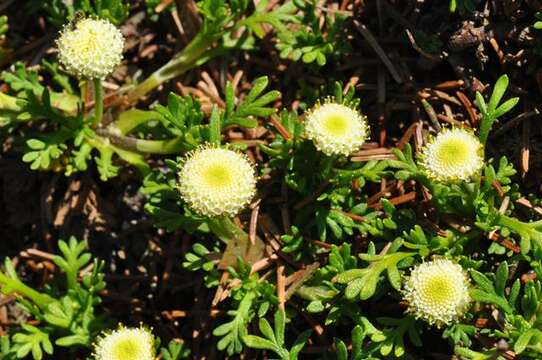 Plancia ëd Leptinella pyrethrifolia (Hook. fil.) D. G. Lloyd & C. J. Webb