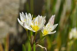 Image of false garlic