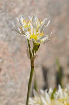 Image of false garlic