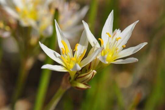 Image of false garlic