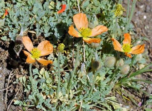 Image of Icelandic poppy