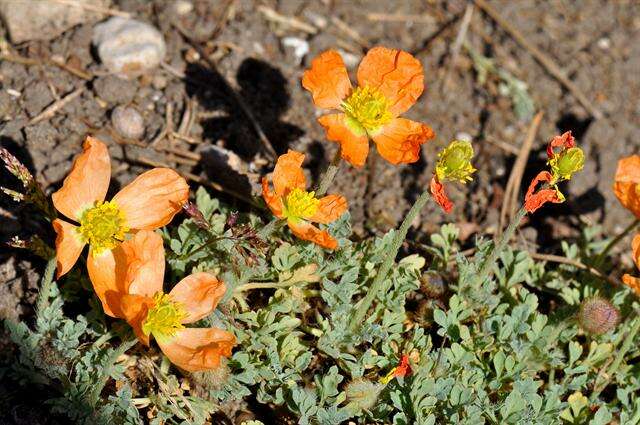 Image of Icelandic poppy