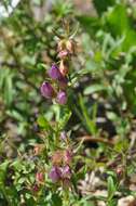 صورة Penstemon cardwellii Howell