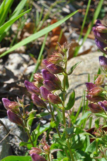 صورة Penstemon cardwellii Howell