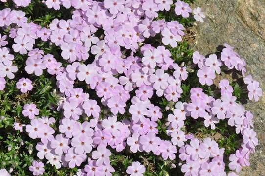 Image of Marsh Phlox