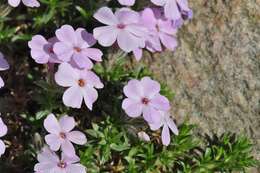 Image de Phlox kelseyi Britt.