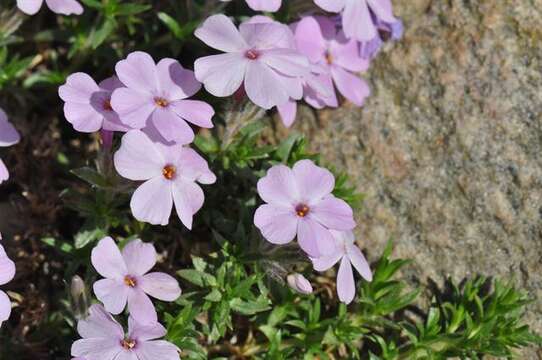 Image of Marsh Phlox