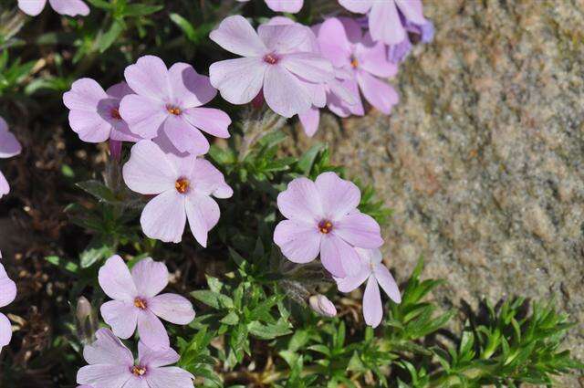 Image de Phlox kelseyi Britt.