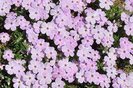 Image de Phlox kelseyi Britt.