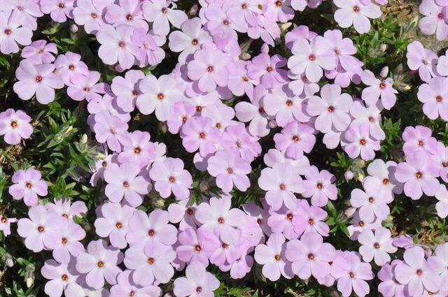 Image de Phlox kelseyi Britt.