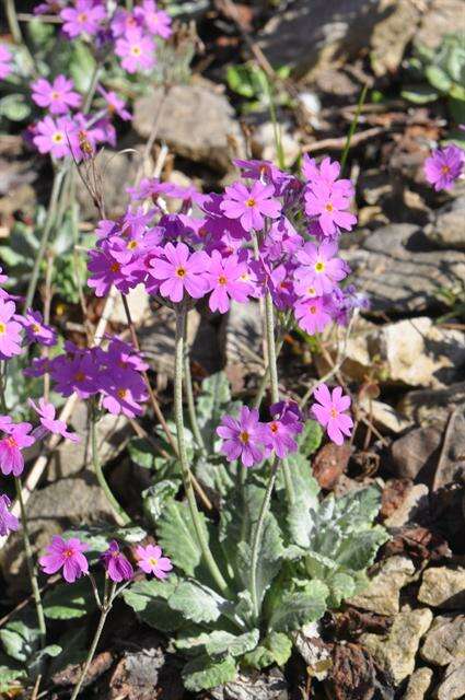 Image of Primula frondosa Janka