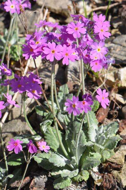 Image of Primula frondosa Janka