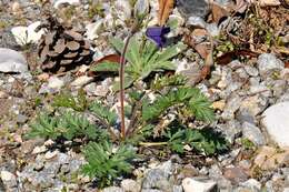 Image of Pulsatilla tatewakii Kudo