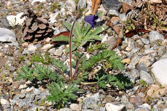 Imagem de Pulsatilla tatewakii Kudo