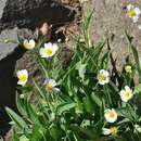 صورة Ranunculus amplexicaulis L.