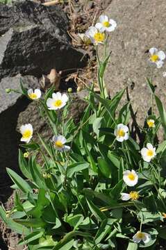 صورة Ranunculus amplexicaulis L.