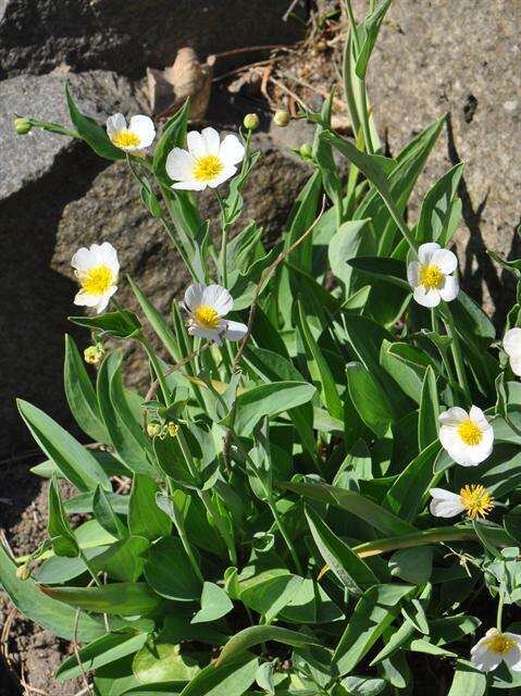 صورة Ranunculus amplexicaulis L.