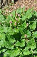 Image of rhubarb