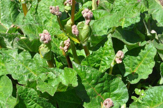 Image of rhubarb