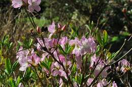 Image of Rhododendron schlippenbachii Maxim.