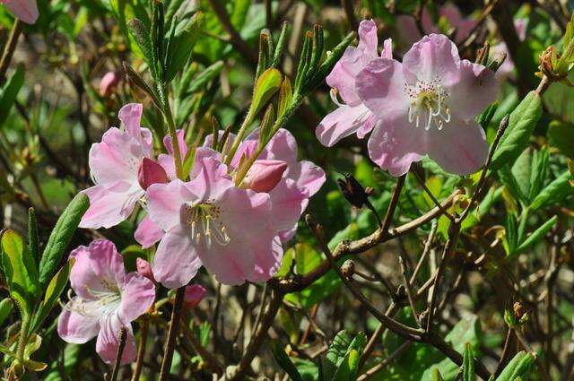 Image of Rhododendron schlippenbachii Maxim.