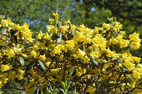 Imagem de Rhododendron xanthocodon Hutchinson