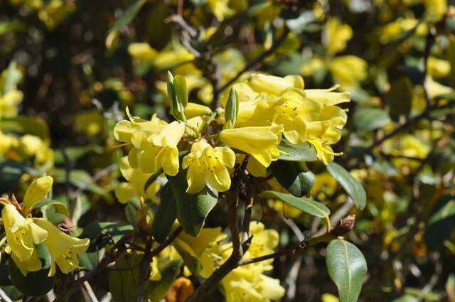 Imagem de Rhododendron xanthocodon Hutchinson