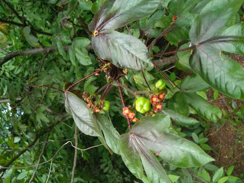 Image of bellyache bush