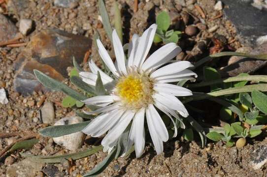 Image of Townsend daisy