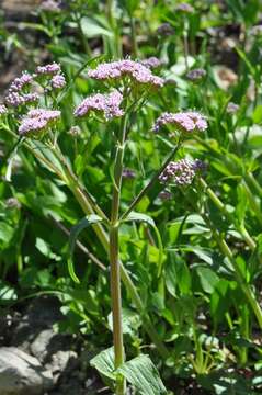 Image of valerian