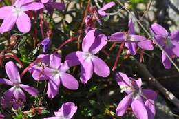 Image of Viola delphinantha Boiss.