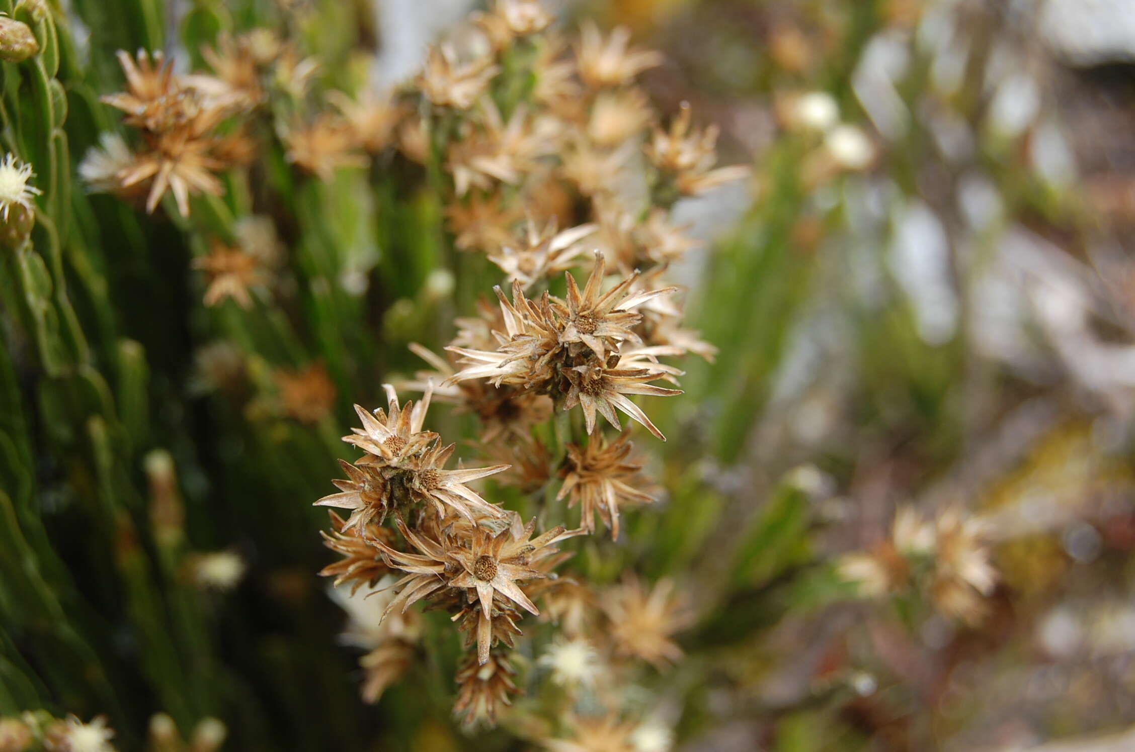 Image of Baccharis genistelloides