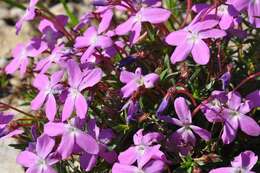 Image of Viola delphinantha Boiss.