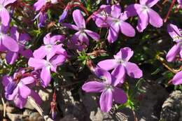 Image of Viola delphinantha Boiss.