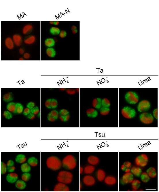 Image of Chlorellaceae